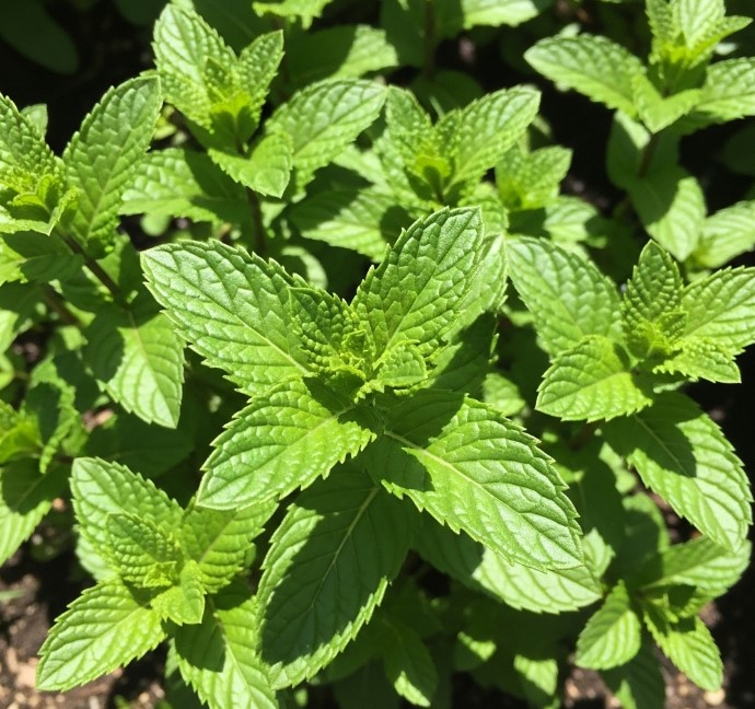 El Secreto Refrescante para tu Salud: Descubre los Increíbles Beneficios del Agua de Menta