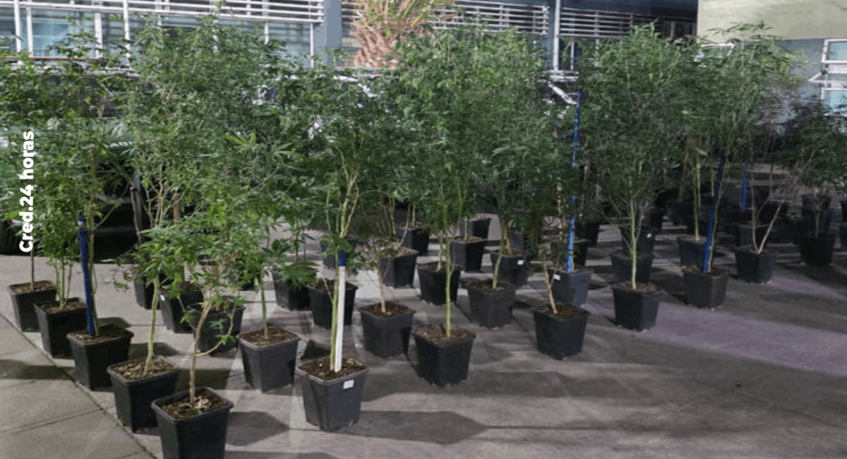 Carabineros detiene a sujeto con plantación de marihuana y auto robado en Puente Alto