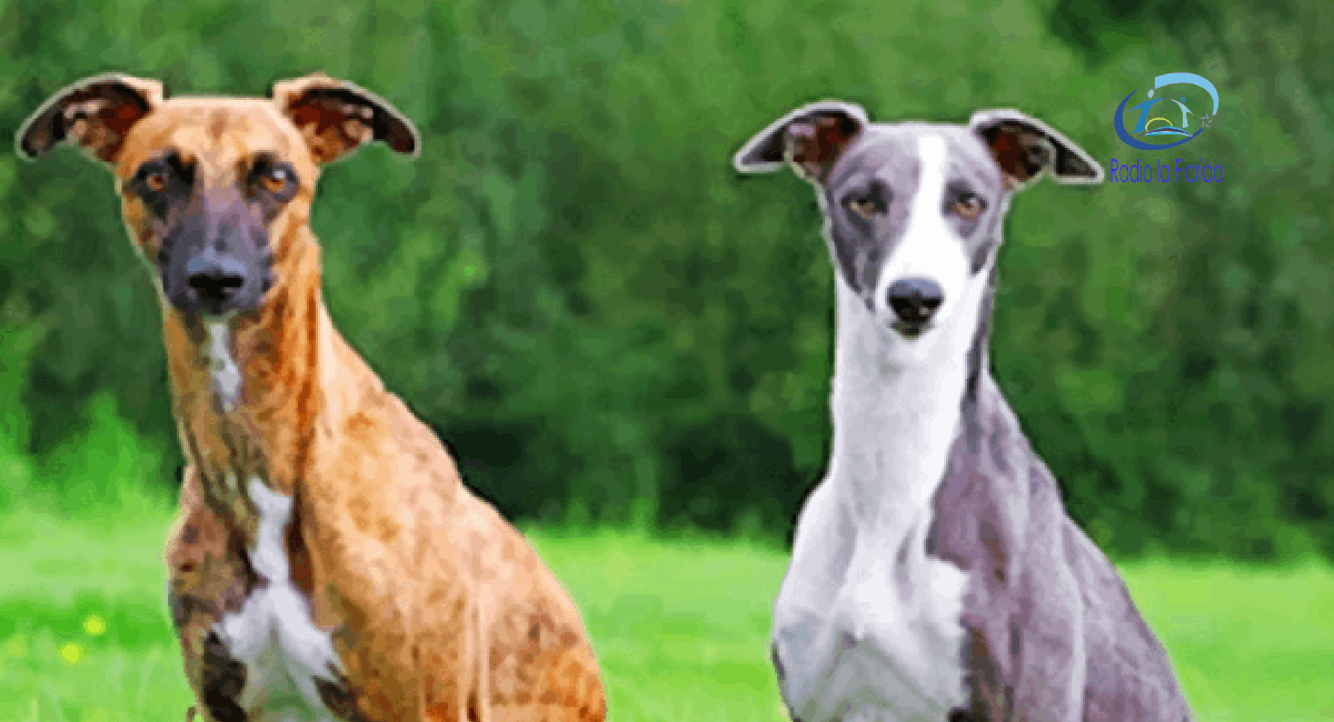 Prohibición de carreras de perros avanza en la Cámara de Diputados